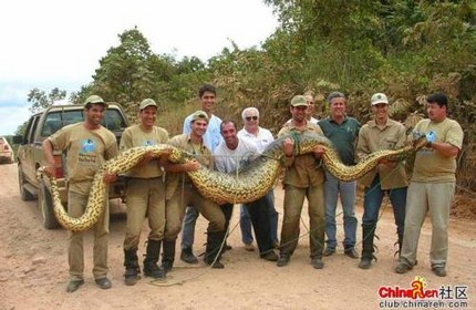 Ternyata Anaconda Hijau Adalah Ular TErbesar di dunia