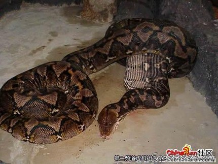 Anaconda Hijau, Ular terbesar di dunia Dd