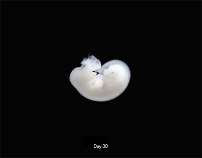 hari ke 30,embrio semakin membesar tapi belum tampak seperti kuda