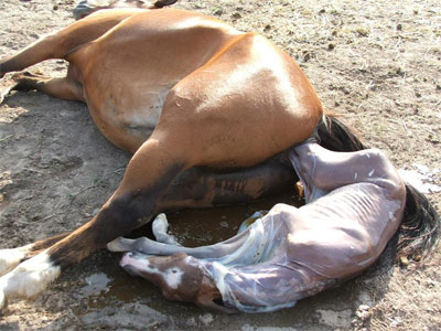 setelah melalui perjuangan keras akhirnya anak kuda berhasil lahir ke dunia