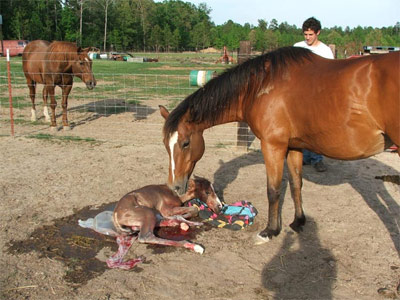 induk kuda membantu membersihkan sisa-sisa ketuban di tubuh anaknya